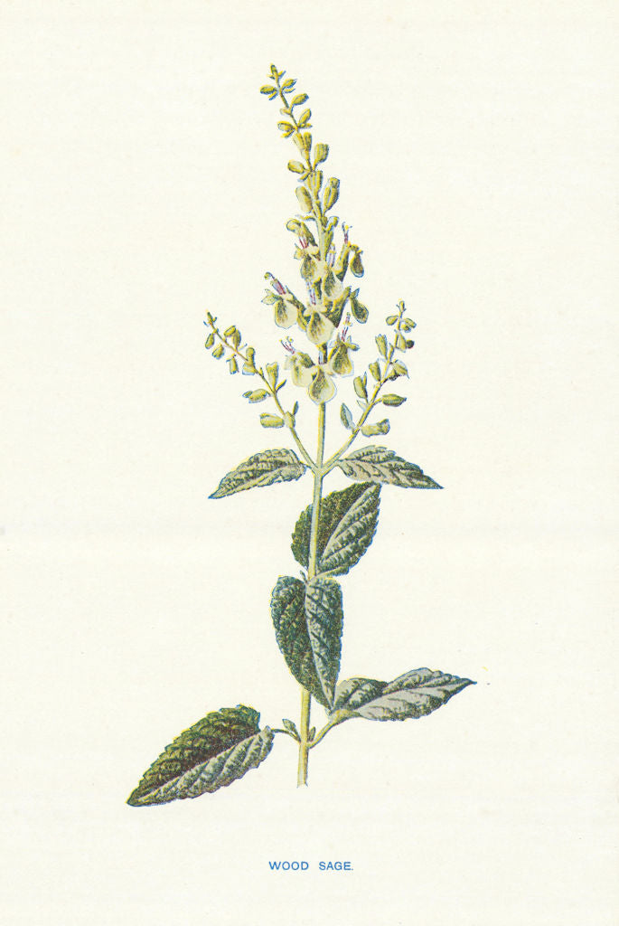 Wood Sage. Wild Flowers by Frederick Edward Hulme c1895 old antique print